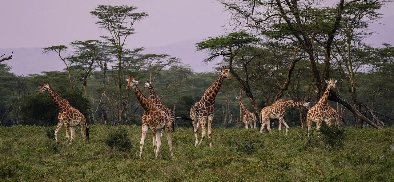 Lake Nakuru National Park Day Tour From Nairobi