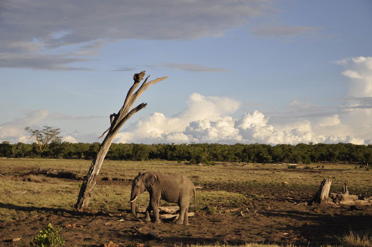 Ol Pejeta Sweetwaters Conservancy Day Trip Safari from Nairobi