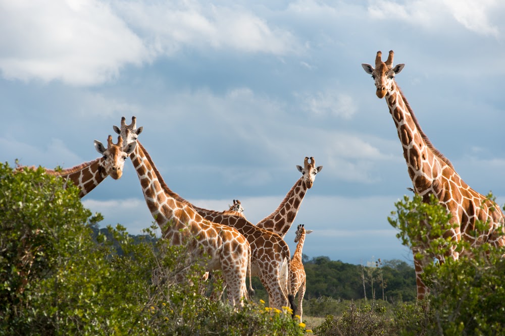 3 Days 2 Nights Aberdare & Sweetwaters Game Reserve Safari