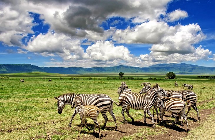 3 Days 2 Nights Amboseli & Tsavo West National Park Safari