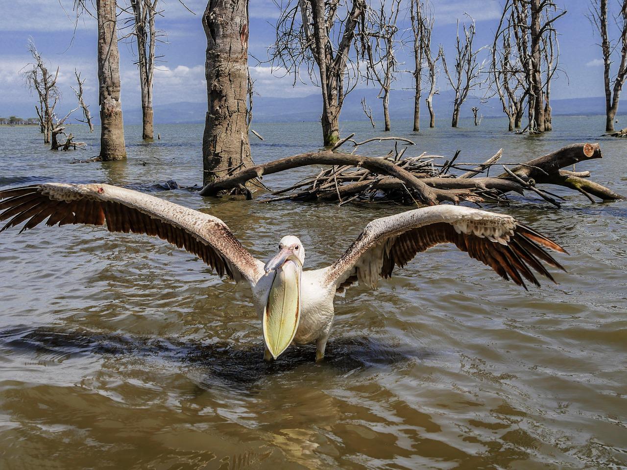 3 Days/ 2 Nights Lake Nakuru & Lake Naivasha Safari