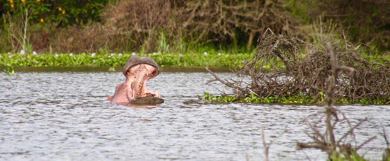 3 Days/ 2 Nights Lake Nakuru & Lake Naivasha Safari