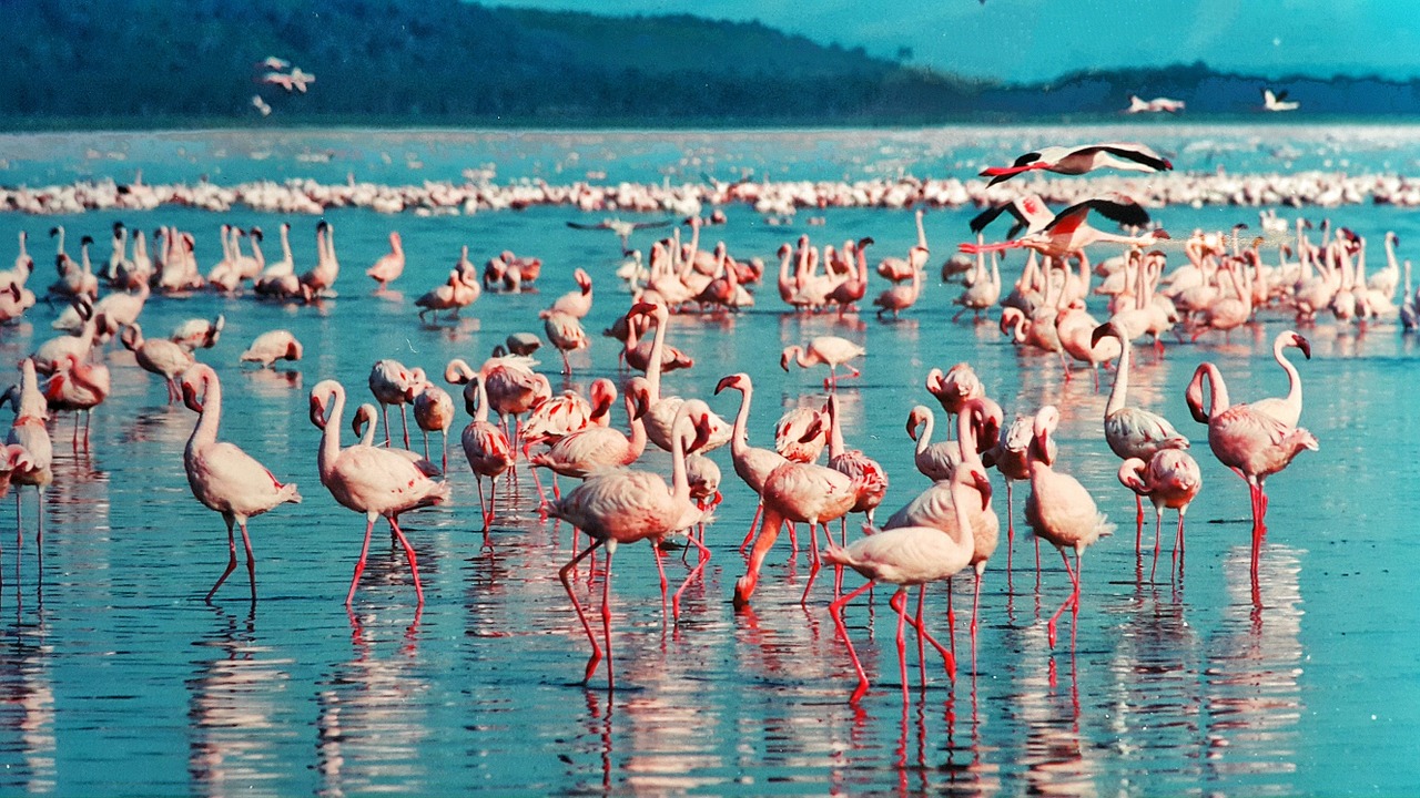 5 Days 4 Nights Amboseli – Lake Nakuru And Masai Mara Safari