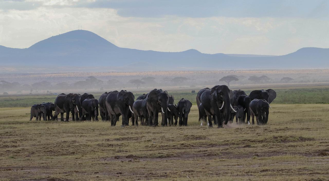 7 Days 6 Nights Amboseli – Aberdare – Lake Nakuru – Masai Mara – Nairobi