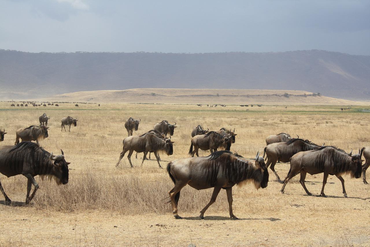 7 Days/ 6 Nights Nakuru - Masai Mara - Serengeti - Ngorongoro Crater Safari